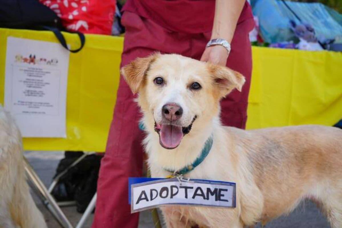 adoptaton-julio-2025-coyoacan